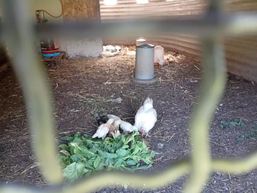  - Galerie Séjour de la Terre à l'assiette