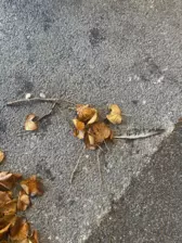 Centre de Siaugues Sainte Marie - Vacances - Galerie Octobre 2025