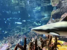 Séjour ✨ Un voyage ludique et culturel au cœur de la Normandie ✨ - Galerie La cité de la mer / deuxième jour