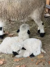 Séjour ✨ Un voyage ludique et culturel au cœur de la Normandie ✨ - Galerie Mont St Michel et visite de la ferme / jour 4