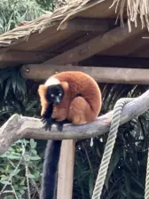 Séjour ✨ Un voyage ludique et culturel au cœur de la Normandie ✨ - Galerie Zoo de Beauval / jour 5
