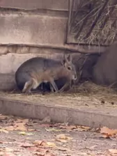 Séjour ✨ Un voyage ludique et culturel au cœur de la Normandie ✨ - Galerie Zoo de Beauval / jour 5
