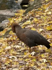 Séjour ✨ Un voyage ludique et culturel au cœur de la Normandie ✨ - Galerie Zoo de Beauval / jour 5