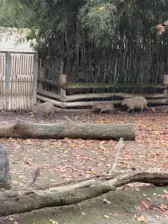 Séjour ✨ Un voyage ludique et culturel au cœur de la Normandie ✨ - Galerie Zoo de Beauval / jour 5