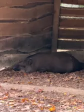 Séjour ✨ Un voyage ludique et culturel au cœur de la Normandie ✨ - Galerie Zoo de Beauval / jour 5