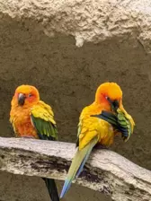 Séjour ✨ Un voyage ludique et culturel au cœur de la Normandie ✨ - Galerie Zoo de Beauval / jour 5