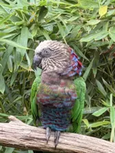 Séjour ✨ Un voyage ludique et culturel au cœur de la Normandie ✨ - Galerie Zoo de Beauval / jour 5