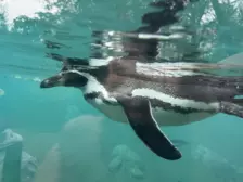 Séjour ✨ Un voyage ludique et culturel au cœur de la Normandie ✨ - Galerie Zoo de Beauval / jour 5