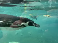 Séjour ✨ Un voyage ludique et culturel au cœur de la Normandie ✨ - Galerie Zoo de Beauval / jour 5