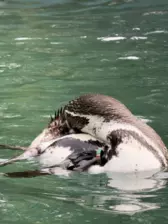 Séjour ✨ Un voyage ludique et culturel au cœur de la Normandie ✨ - Galerie Zoo de Beauval / jour 5