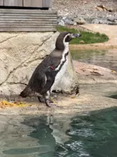 Séjour ✨ Un voyage ludique et culturel au cœur de la Normandie ✨ - Galerie Zoo de Beauval / jour 5