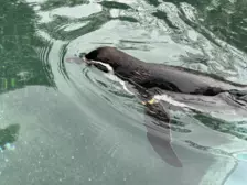 Séjour ✨ Un voyage ludique et culturel au cœur de la Normandie ✨ - Galerie Zoo de Beauval / jour 5