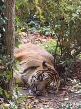 Séjour ✨ Un voyage ludique et culturel au cœur de la Normandie ✨ - Galerie Zoo de Beauval / jour 5