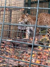 Séjour ✨ Un voyage ludique et culturel au cœur de la Normandie ✨ - Galerie Zoo de Beauval / jour 5
