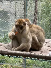 Séjour ✨ Un voyage ludique et culturel au cœur de la Normandie ✨ - Galerie Zoo de Beauval / jour 5
