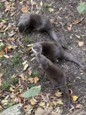 Séjour ✨ Un voyage ludique et culturel au cœur de la Normandie ✨ - Galerie Zoo de Beauval / jour 5