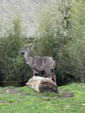 Séjour ✨ Un voyage ludique et culturel au cœur de la Normandie ✨ - Galerie Zoo de Beauval / jour 5