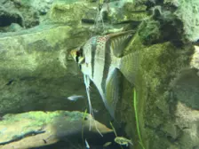 Séjour ✨ Un voyage ludique et culturel au cœur de la Normandie ✨ - Galerie Zoo de Beauval / jour 5