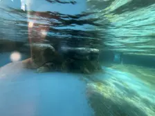 Séjour ✨ Un voyage ludique et culturel au cœur de la Normandie ✨ - Galerie Zoo de Beauval / jour 5