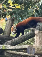 Séjour ✨ Un voyage ludique et culturel au cœur de la Normandie ✨ - Galerie Zoo de Beauval / jour 5