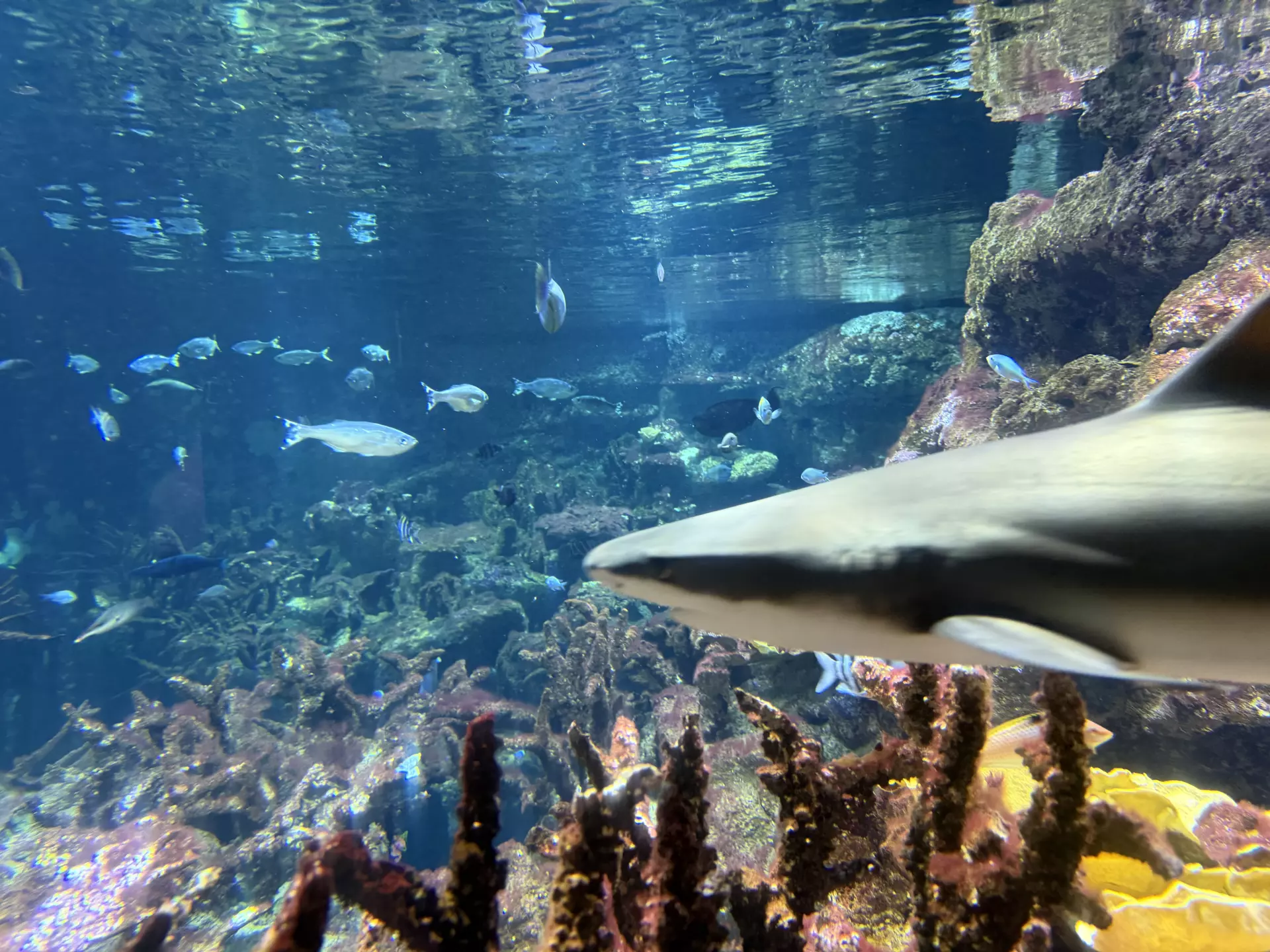 Séjour ✨ Un voyage ludique et culturel au cœur de la Normandie ✨ - Galerie La cité de la mer / deuxième jour