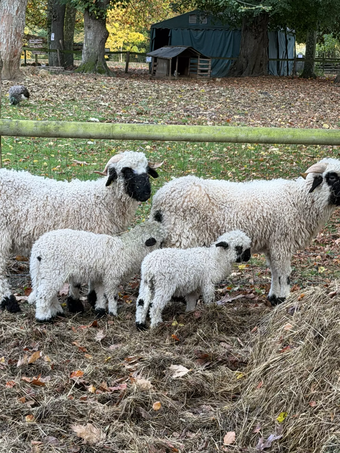 Séjour ✨ Un voyage ludique et culturel au cœur de la Normandie ✨ - Galerie Mont St Michel et visite de la ferme / jour 4