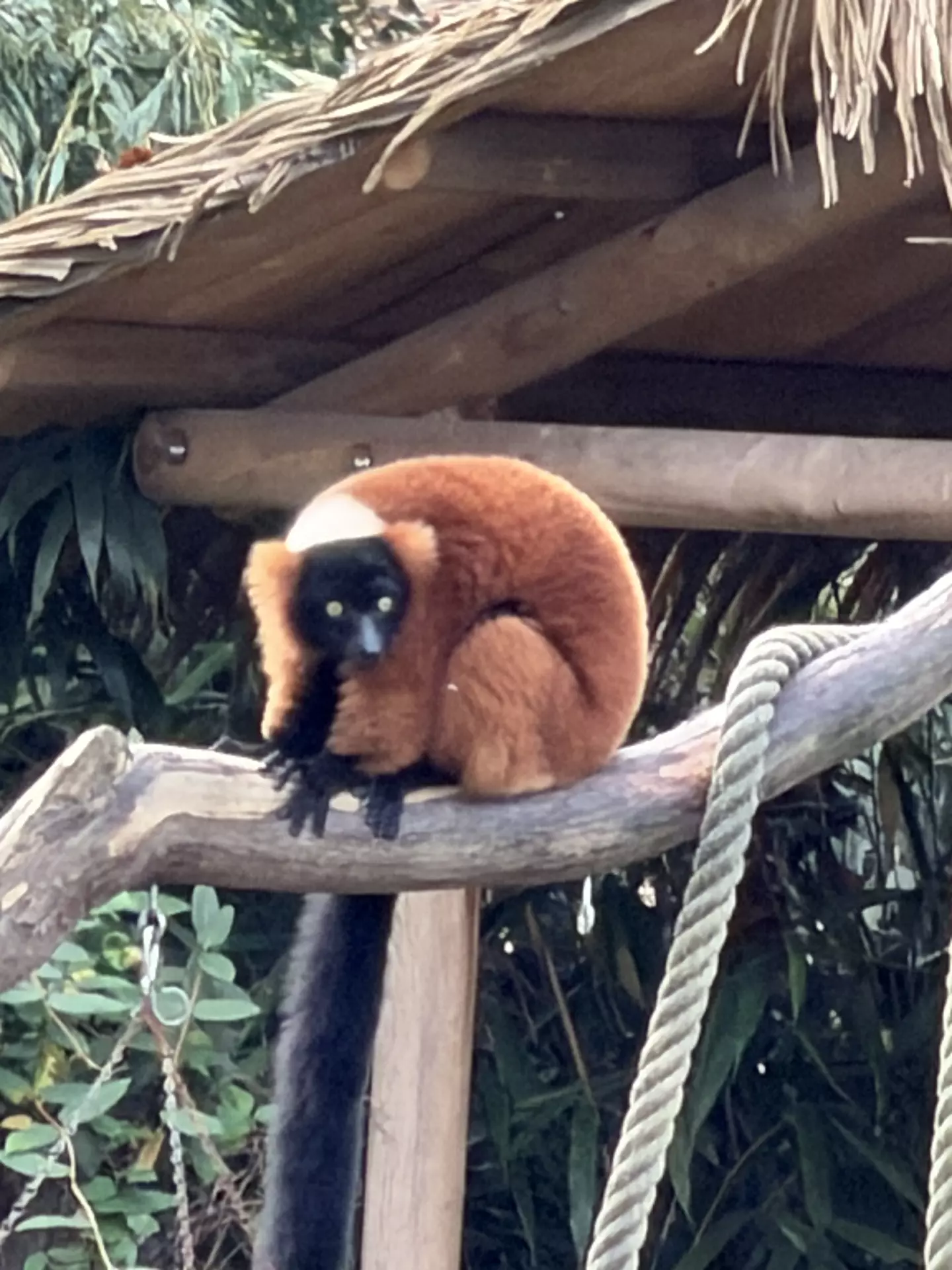 Séjour ✨ Un voyage ludique et culturel au cœur de la Normandie ✨ - Galerie Zoo de Beauval / jour 5