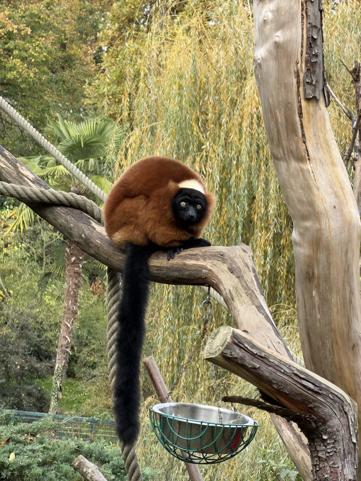 Séjour ✨ Un voyage ludique et culturel au cœur de la Normandie ✨ - Galerie Zoo de Beauval / jour 5