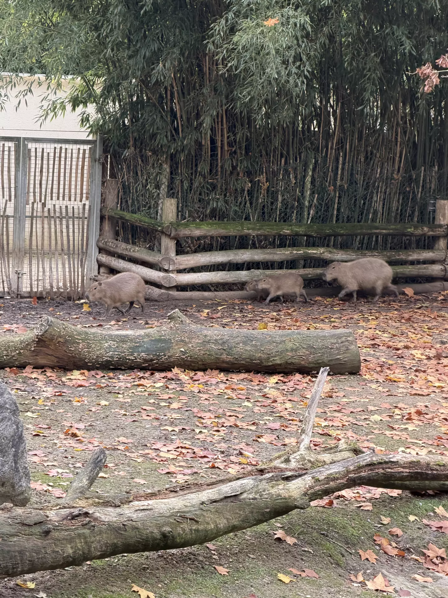Séjour ✨ Un voyage ludique et culturel au cœur de la Normandie ✨ - Galerie Zoo de Beauval / jour 5