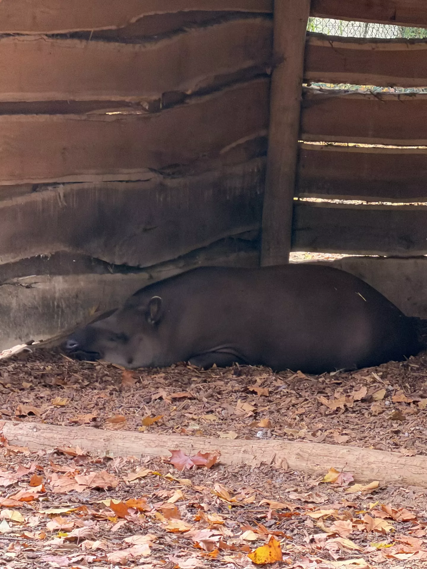 Séjour ✨ Un voyage ludique et culturel au cœur de la Normandie ✨ - Galerie Zoo de Beauval / jour 5