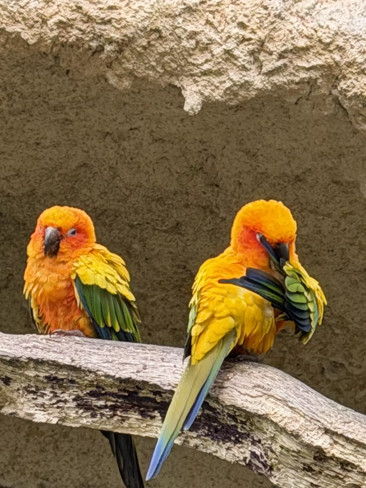Séjour ✨ Un voyage ludique et culturel au cœur de la Normandie ✨ - Galerie Zoo de Beauval / jour 5