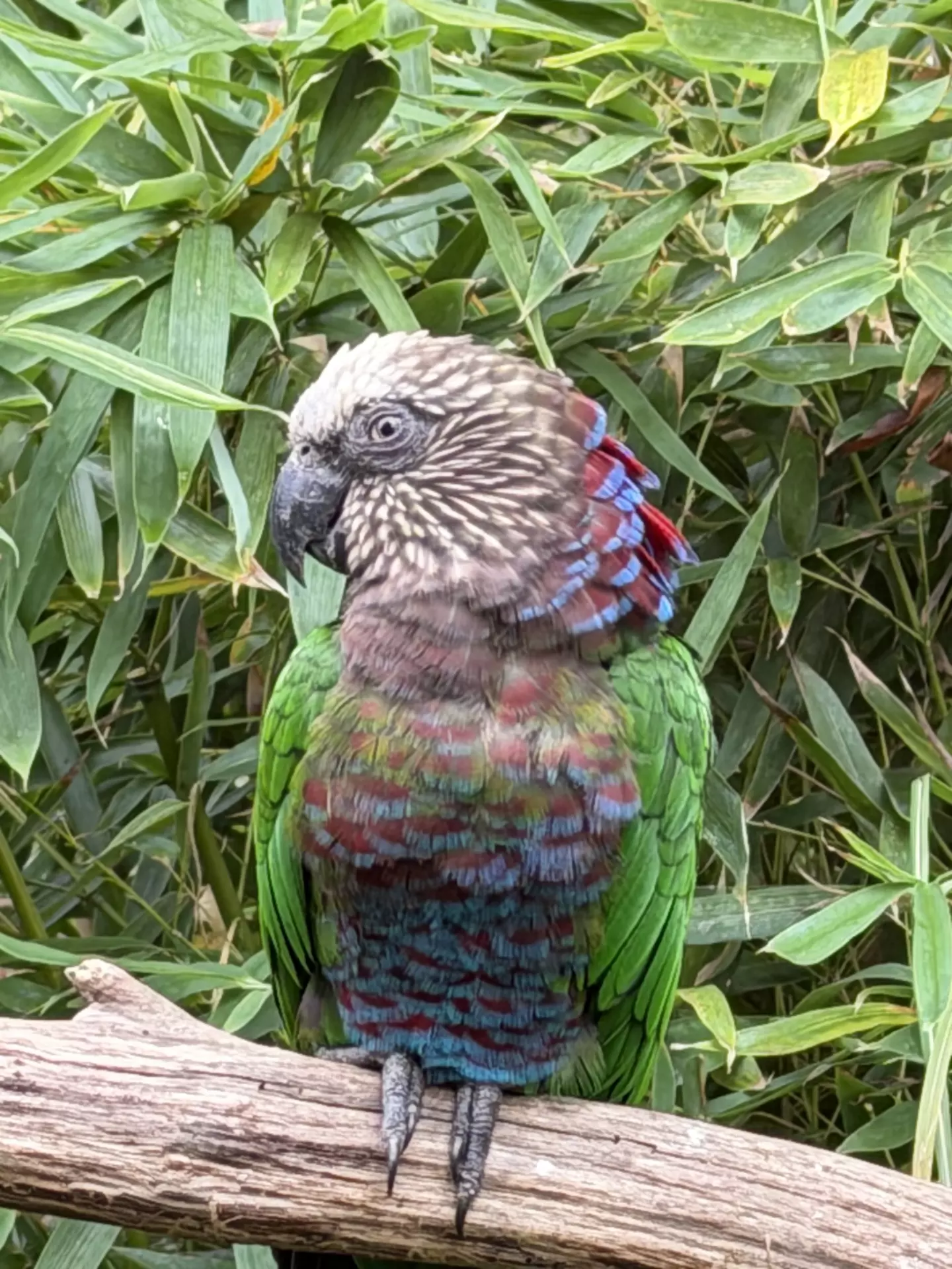Séjour ✨ Un voyage ludique et culturel au cœur de la Normandie ✨ - Galerie Zoo de Beauval / jour 5