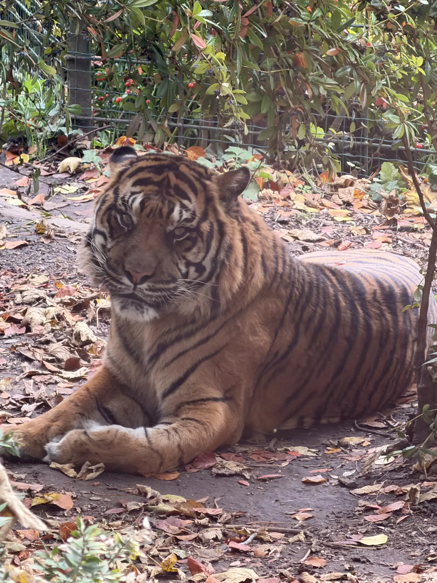 Séjour ✨ Un voyage ludique et culturel au cœur de la Normandie ✨ - Galerie Zoo de Beauval / jour 5