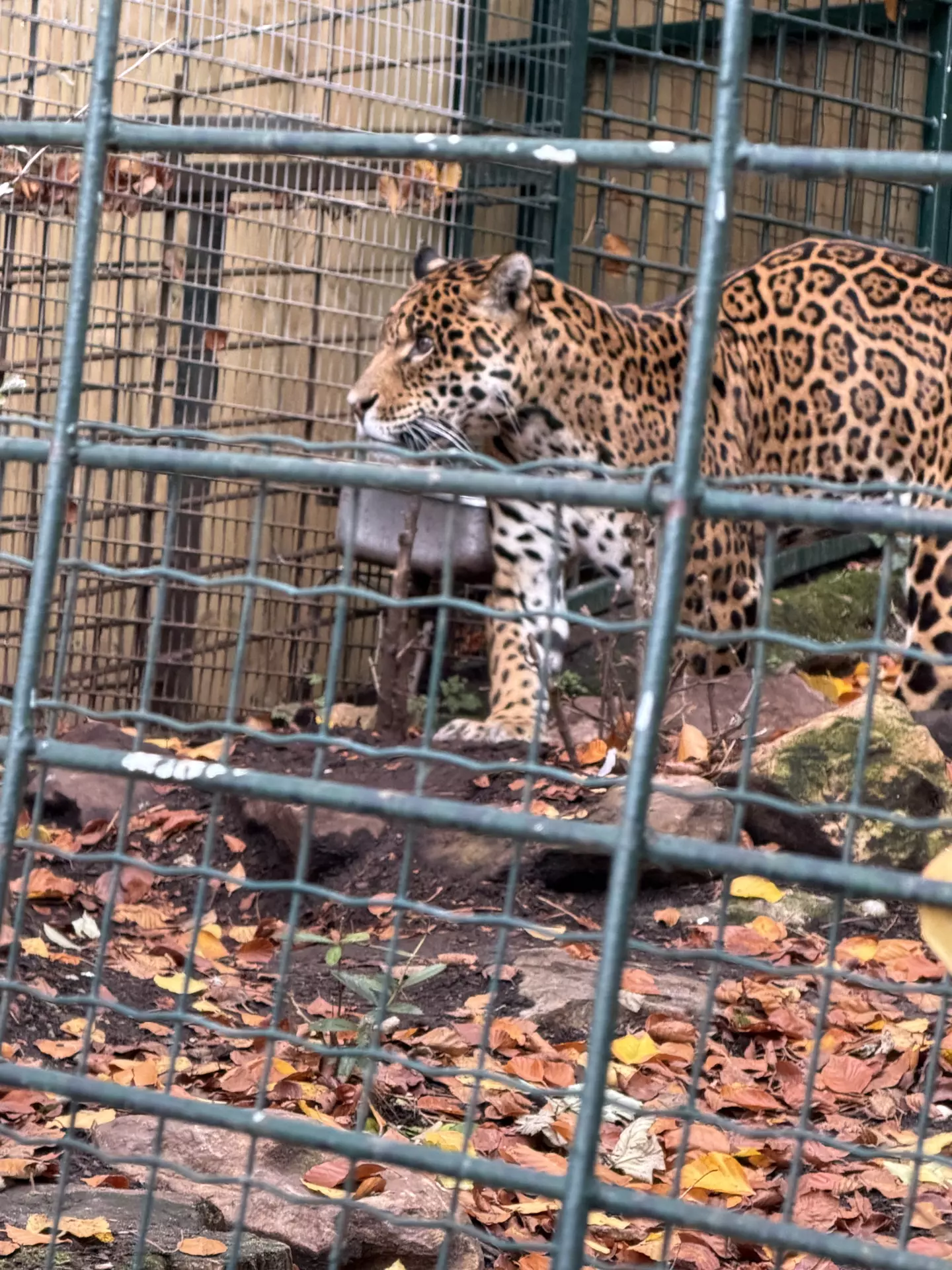 Séjour ✨ Un voyage ludique et culturel au cœur de la Normandie ✨ - Galerie Zoo de Beauval / jour 5