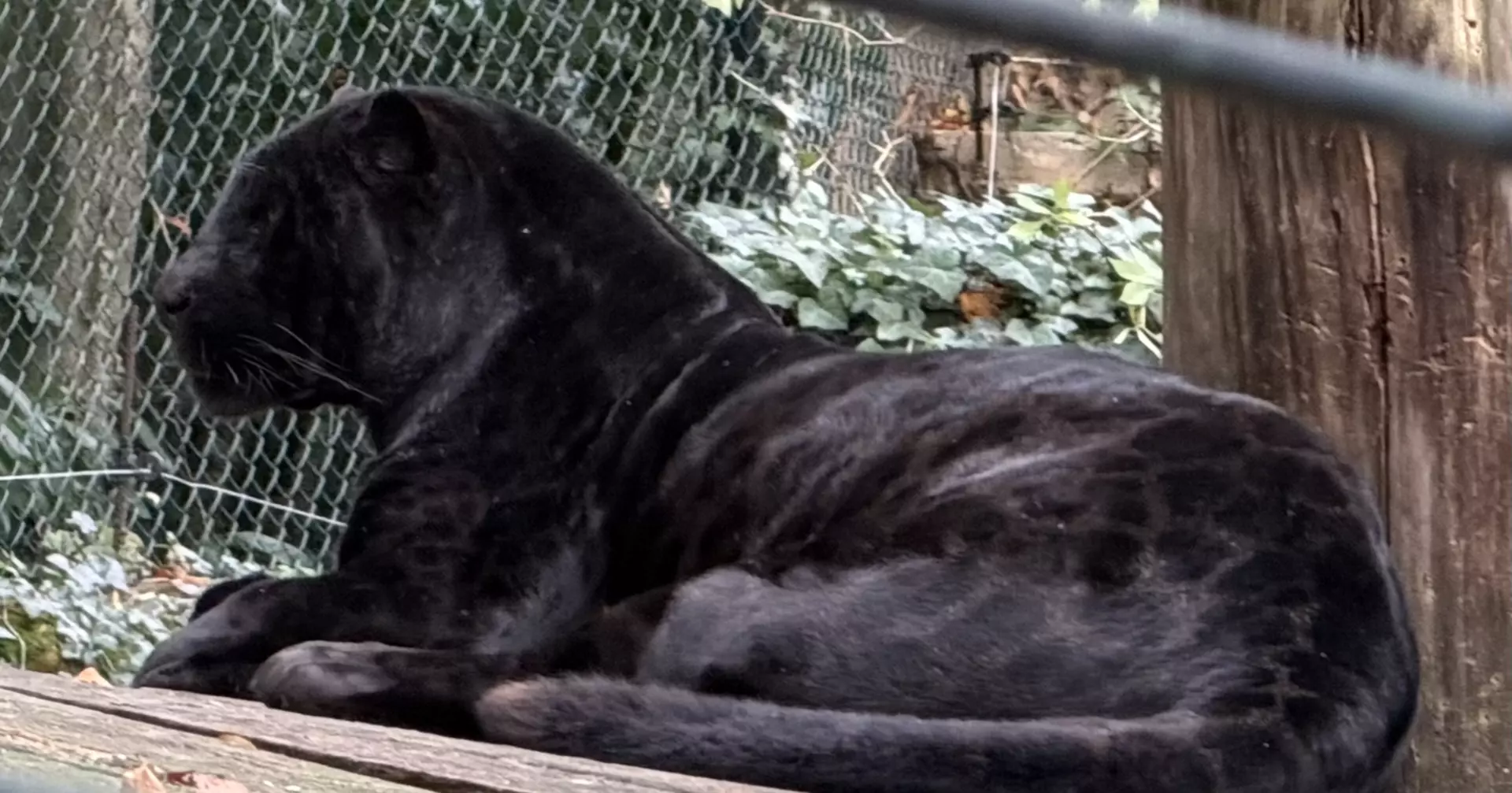 Séjour ✨ Un voyage ludique et culturel au cœur de la Normandie ✨ - Galerie Zoo de Beauval / jour 5