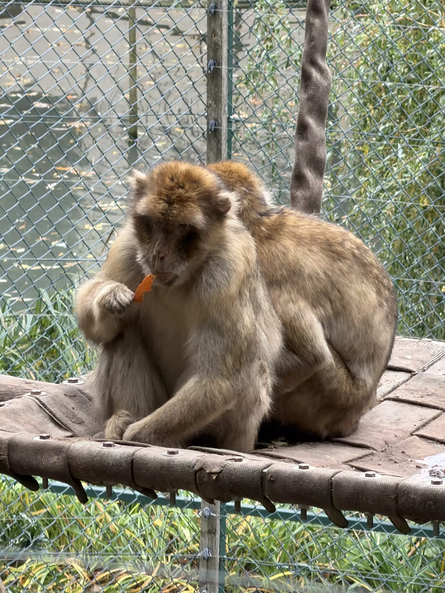 Séjour ✨ Un voyage ludique et culturel au cœur de la Normandie ✨ - Galerie Zoo de Beauval / jour 5