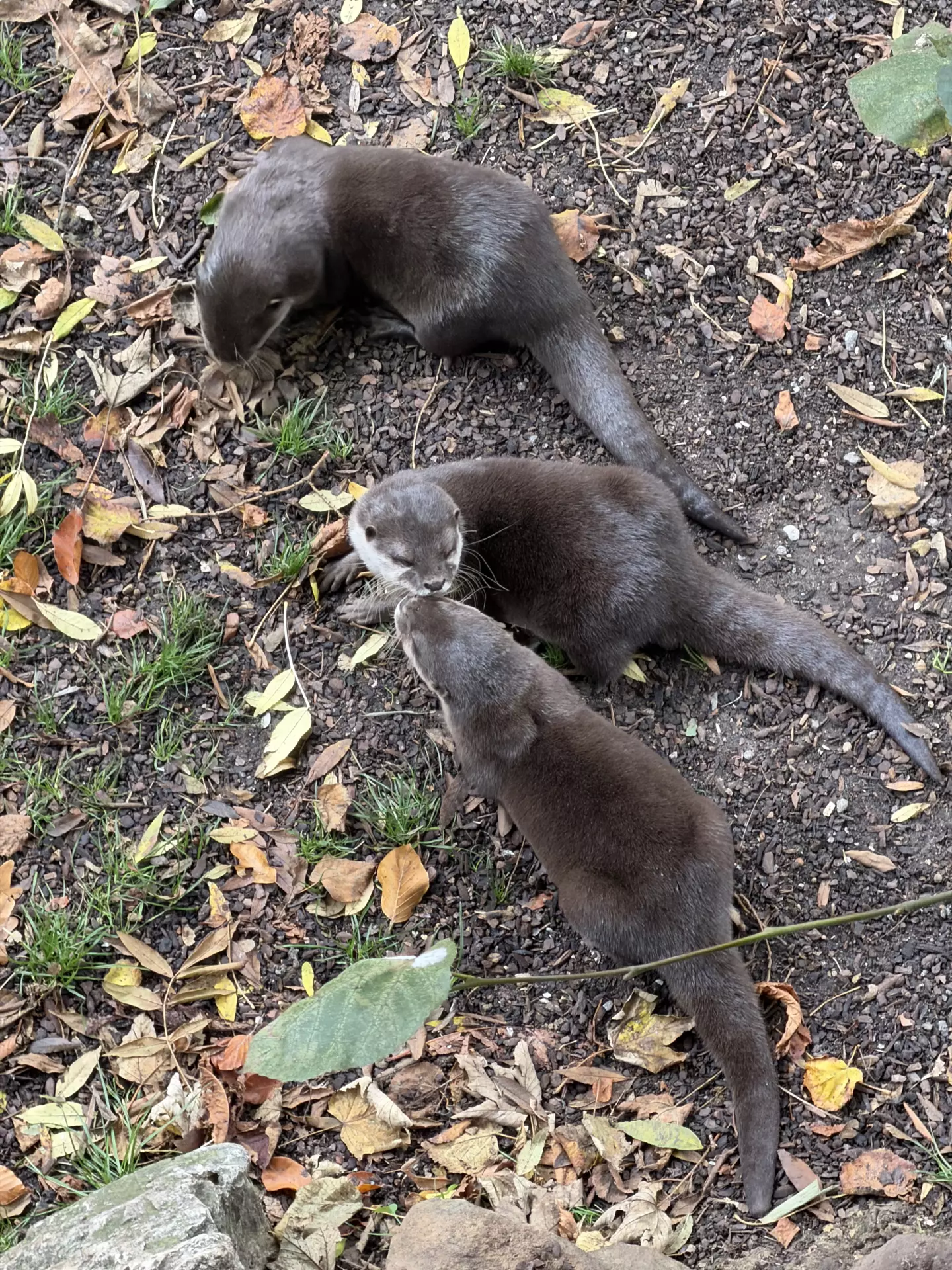 Séjour ✨ Un voyage ludique et culturel au cœur de la Normandie ✨ - Galerie Zoo de Beauval / jour 5
