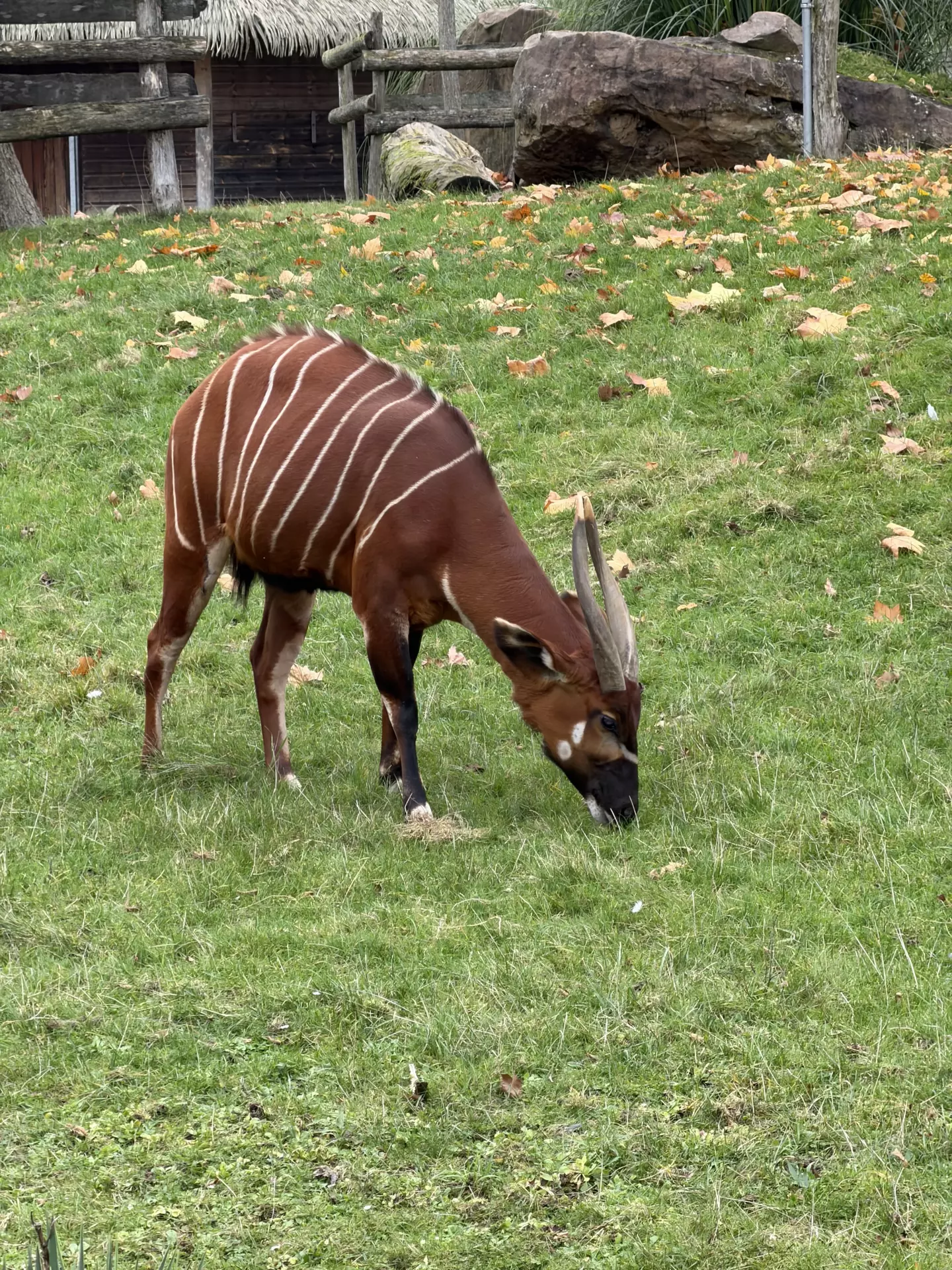Séjour ✨ Un voyage ludique et culturel au cœur de la Normandie ✨ - Galerie Zoo de Beauval / jour 5