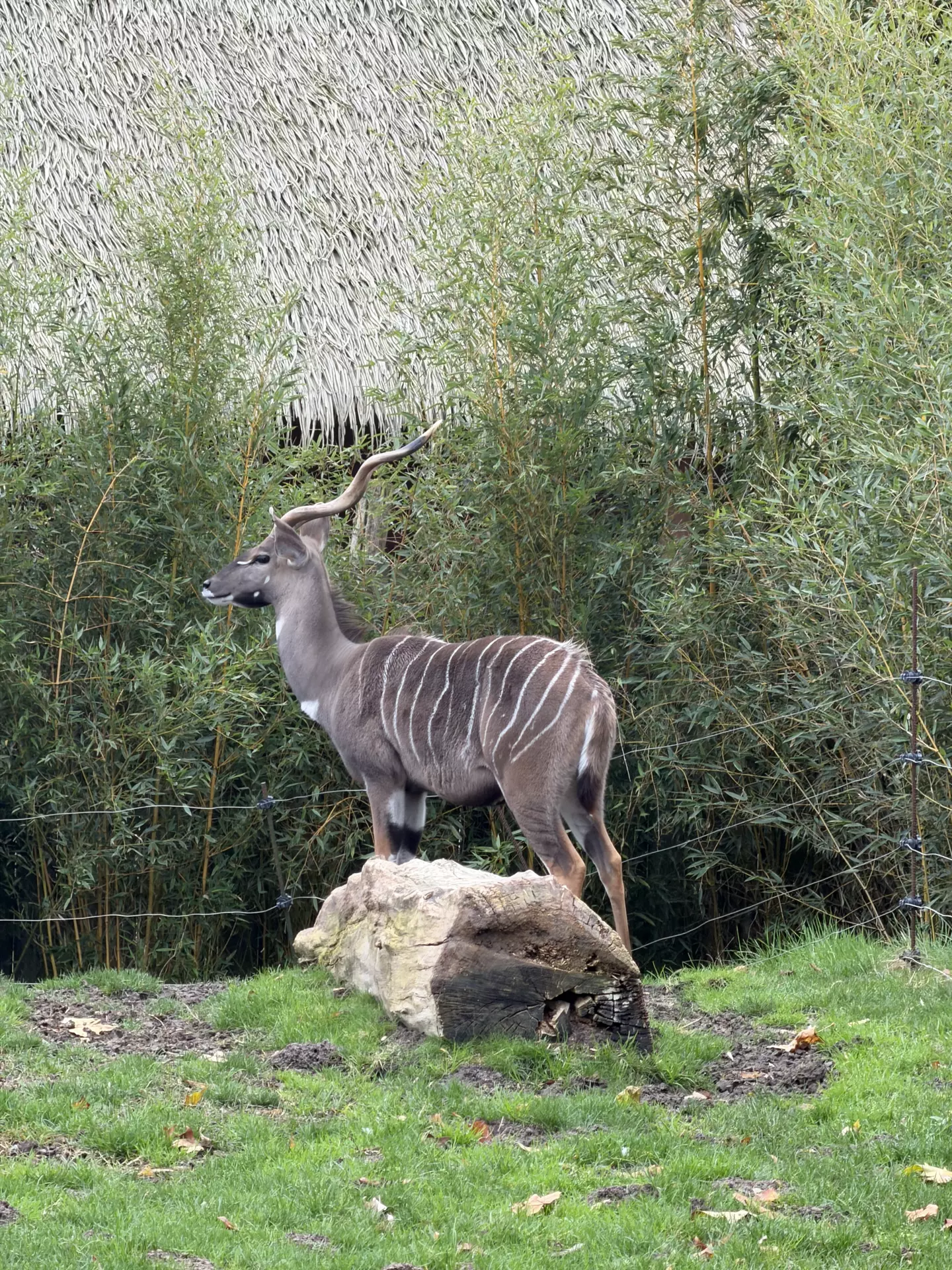 Séjour ✨ Un voyage ludique et culturel au cœur de la Normandie ✨ - Galerie Zoo de Beauval / jour 5