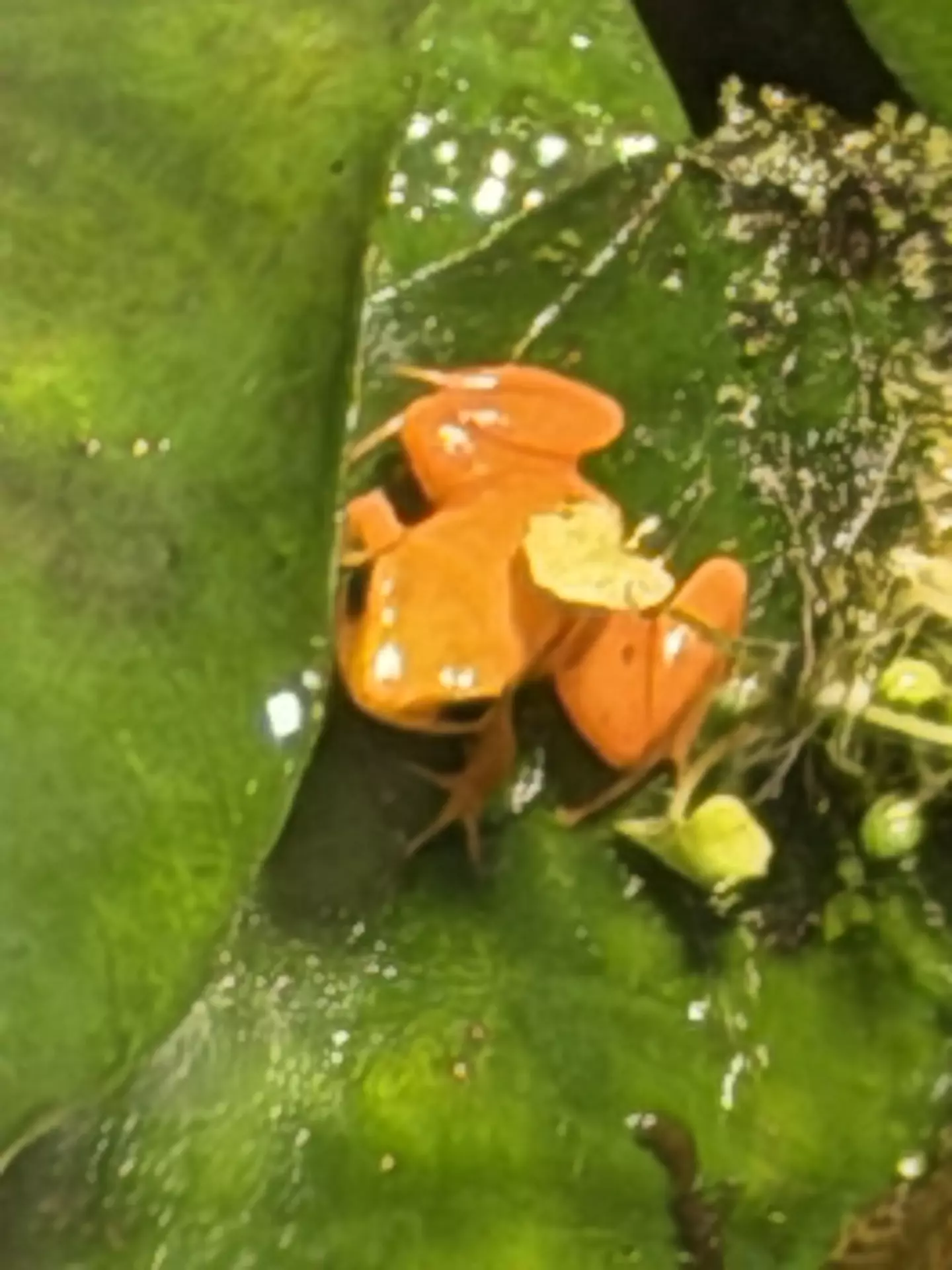 Séjour ✨ Un voyage ludique et culturel au cœur de la Normandie ✨ - Galerie Zoo de Beauval / jour 5
