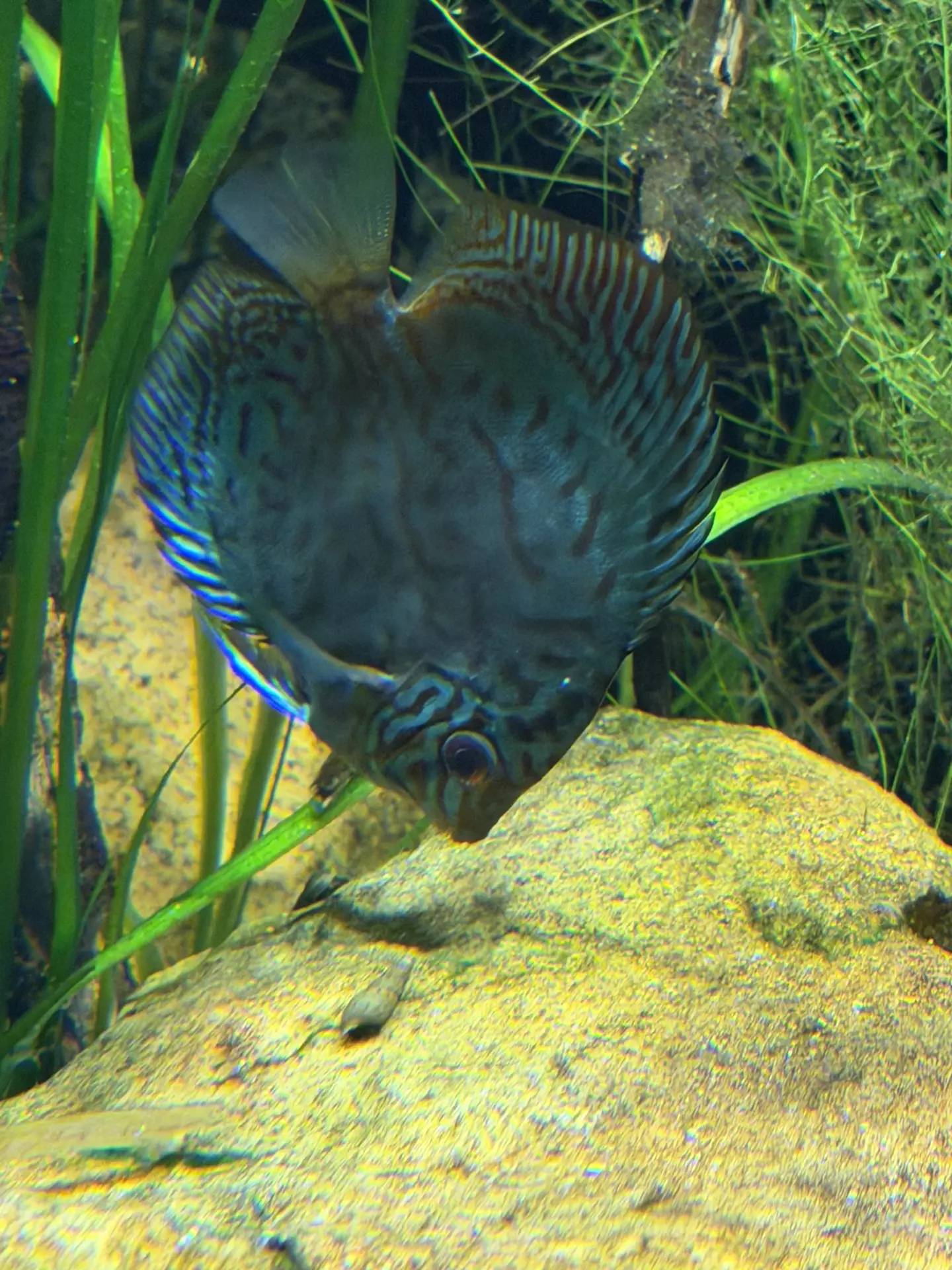 Séjour ✨ Un voyage ludique et culturel au cœur de la Normandie ✨ - Galerie Zoo de Beauval / jour 5