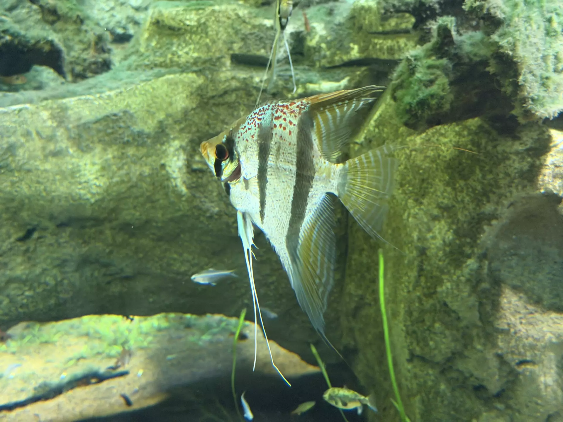 Séjour ✨ Un voyage ludique et culturel au cœur de la Normandie ✨ - Galerie Zoo de Beauval / jour 5