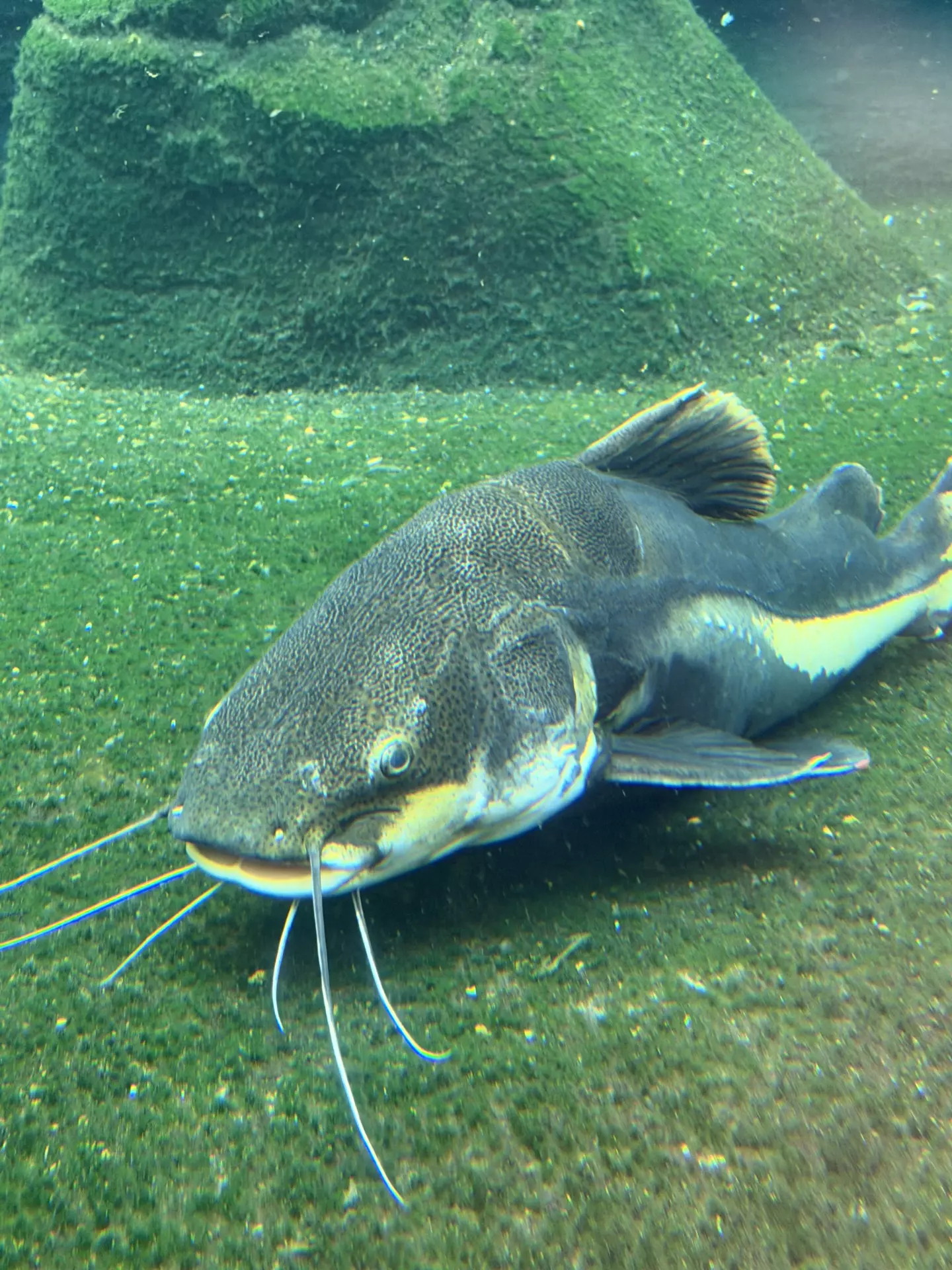 Séjour ✨ Un voyage ludique et culturel au cœur de la Normandie ✨ - Galerie Zoo de Beauval / jour 5