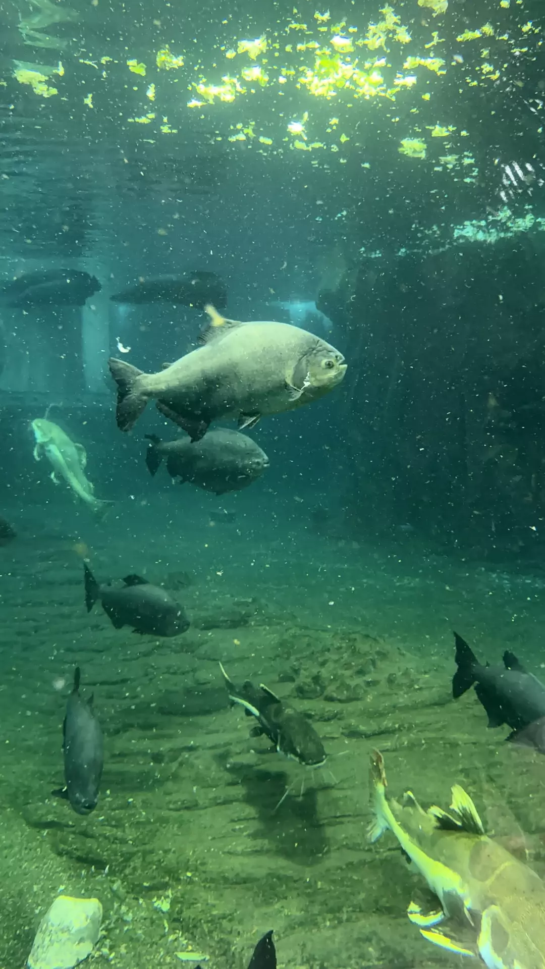 Séjour ✨ Un voyage ludique et culturel au cœur de la Normandie ✨ - Galerie Zoo de Beauval / jour 5