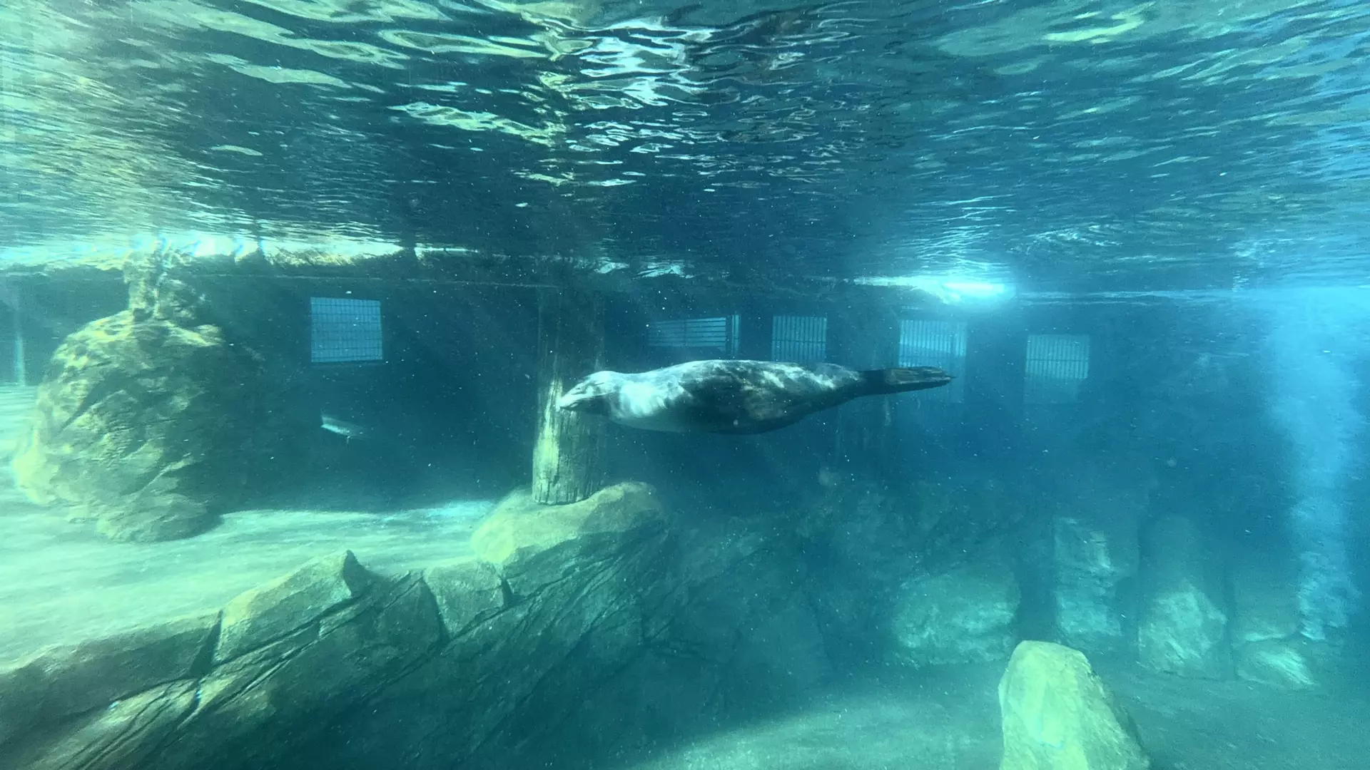 Séjour ✨ Un voyage ludique et culturel au cœur de la Normandie ✨ - Galerie Zoo de Beauval / jour 5