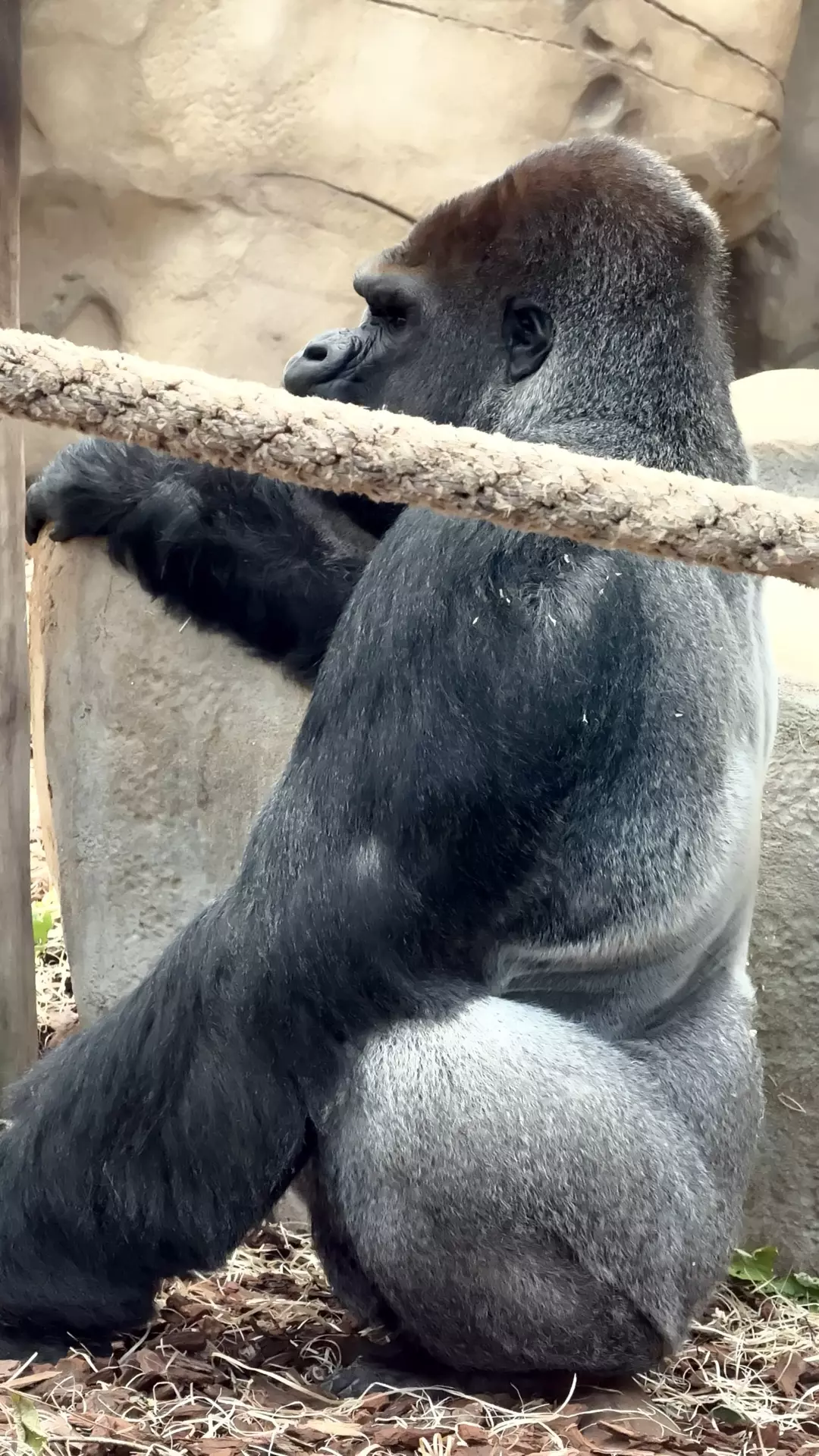 Séjour ✨ Un voyage ludique et culturel au cœur de la Normandie ✨ - Galerie Zoo de Beauval / jour 5