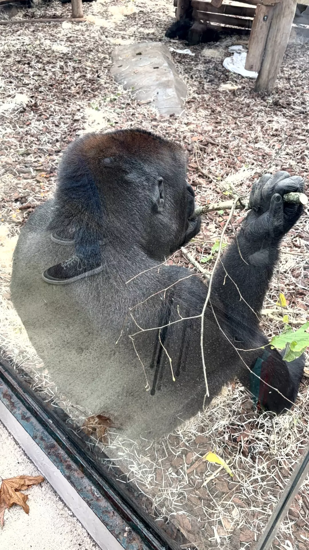 Séjour ✨ Un voyage ludique et culturel au cœur de la Normandie ✨ - Galerie Zoo de Beauval / jour 5
