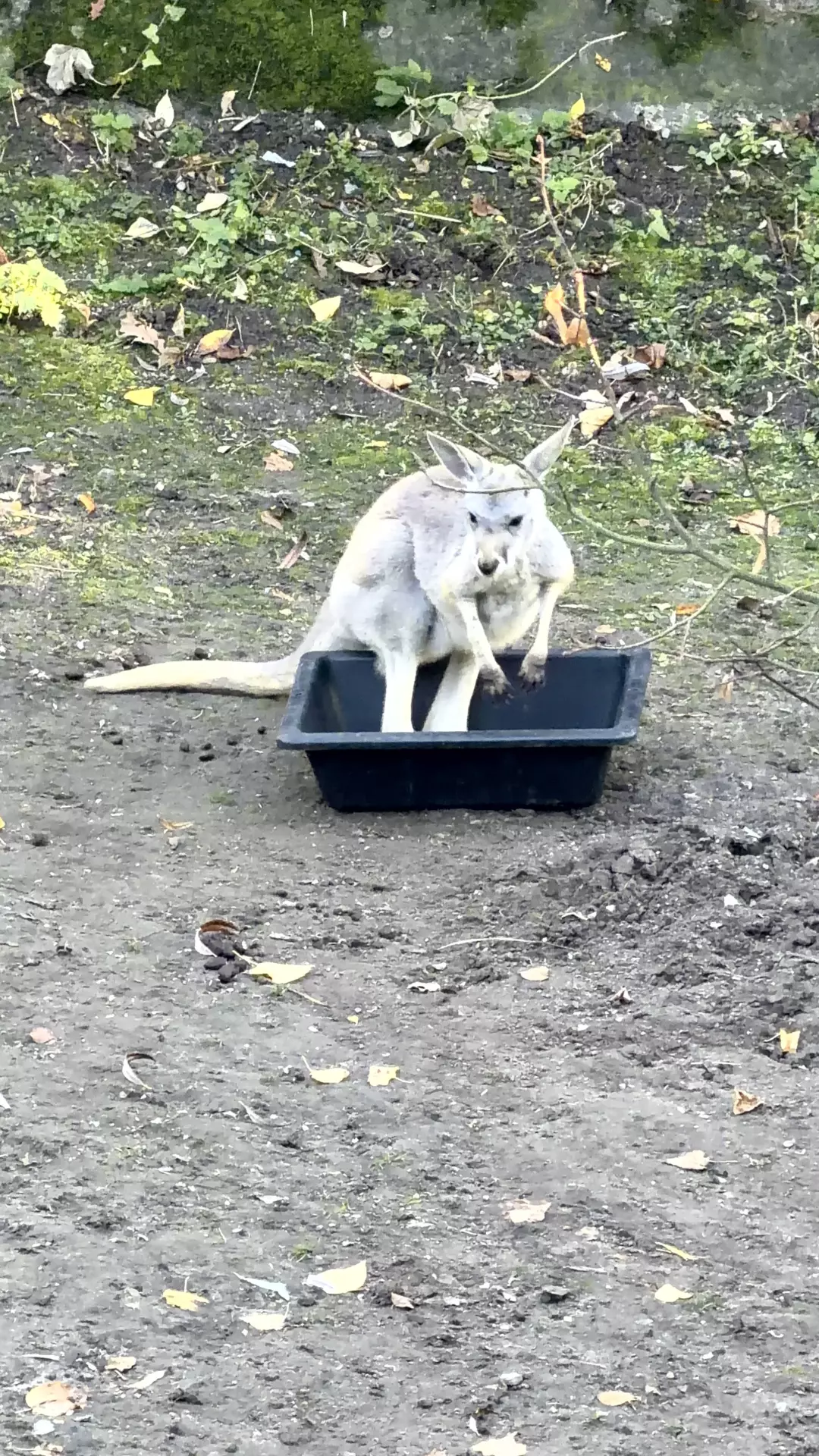 Séjour ✨ Un voyage ludique et culturel au cœur de la Normandie ✨ - Galerie Zoo de Beauval / jour 5