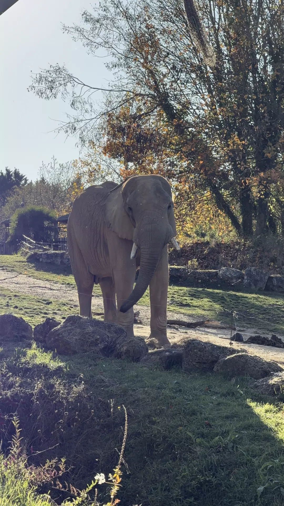 Séjour ✨ Un voyage ludique et culturel au cœur de la Normandie ✨ - Galerie Zoo de Beauval / jour 5
