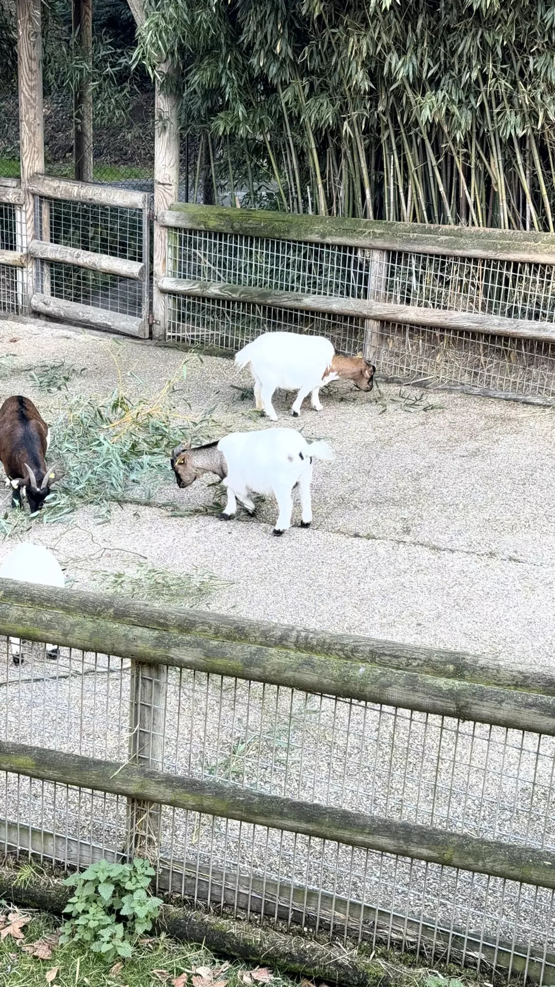 Séjour ✨ Un voyage ludique et culturel au cœur de la Normandie ✨ - Galerie Zoo de Beauval / jour 5